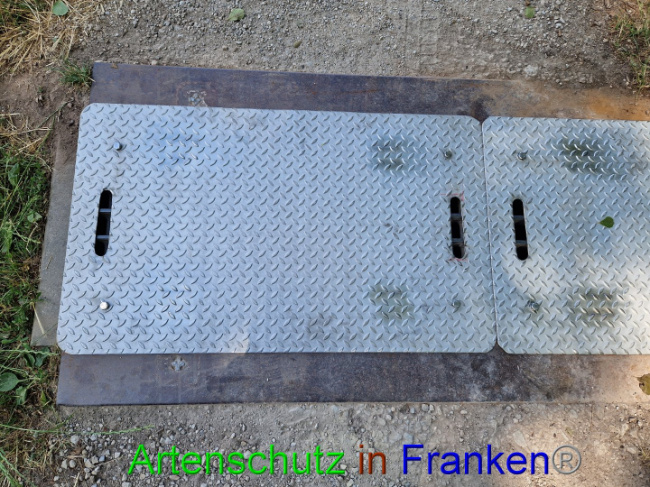 © Artenschutz in Franken® Bild zum Eintrag (1087926-160)