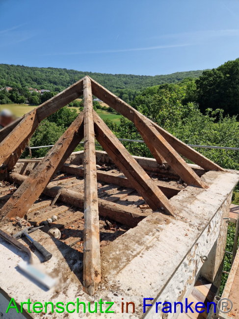 © Artenschutz in Franken® Bild zum Eintrag (1088342-160)