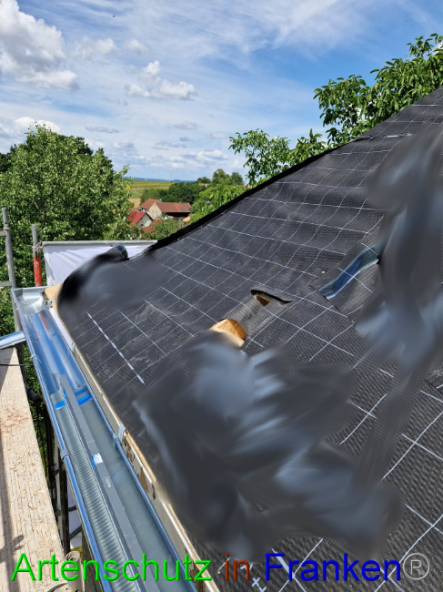© Artenschutz in Franken® Bild zum Eintrag (1088351-160)