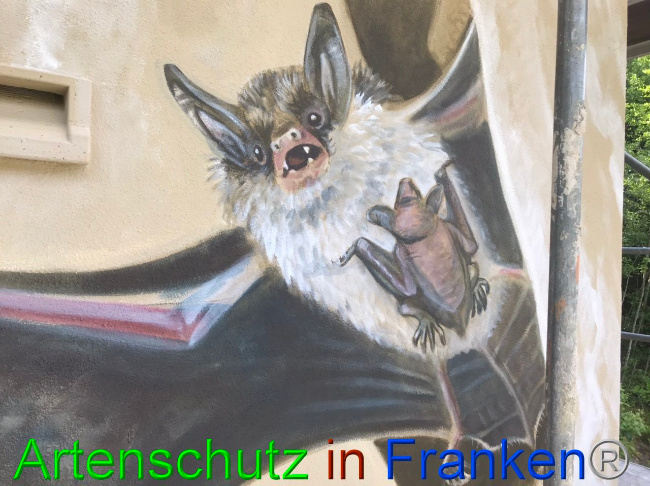 © Artenschutz in Franken® Bild zum Eintrag (1088402-160)
