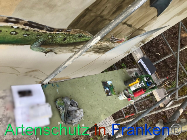 © Artenschutz in Franken® Bild zum Eintrag (1088835-160)