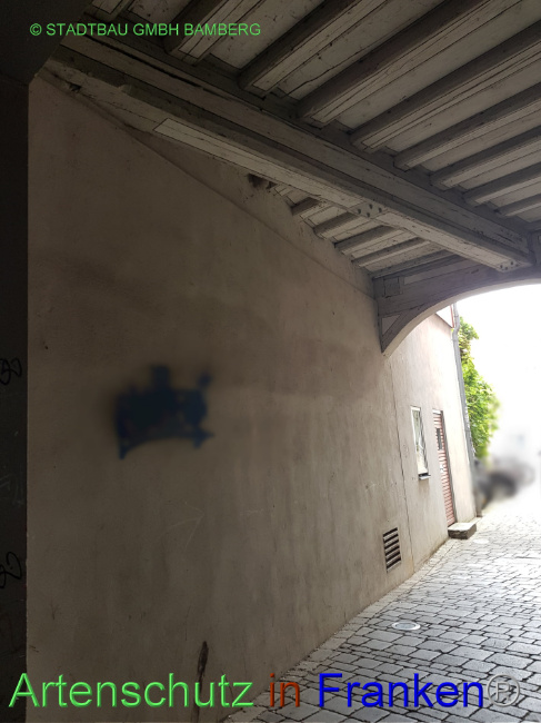 © Artenschutz in Franken® / STADTBAU GMBH BAMBERG Bild zum Eintrag (1088989-160)