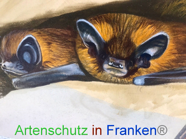 © Artenschutz in Franken® Bild zum Eintrag (1089303-160)