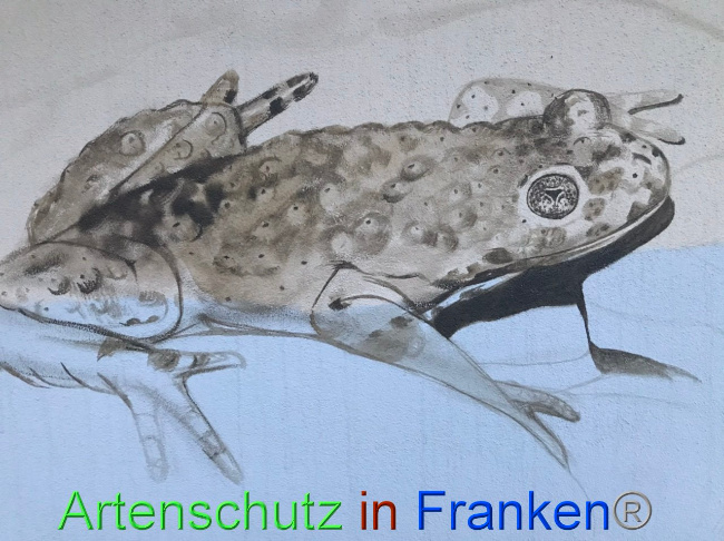 © Artenschutz in Franken® Bild zum Eintrag (1089304-160)