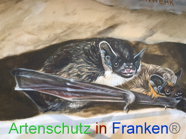 © Artenschutz in Franken® Bild zum Eintrag (1089468-160)