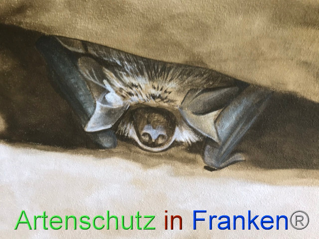 © Artenschutz in Franken® Bild zum Eintrag (1089469-160)