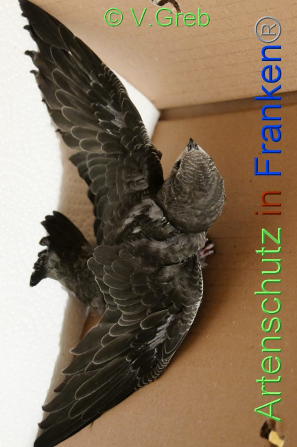 © Artenschutz in Franken® / V.Greb Bild zum Eintrag (1089588-160)