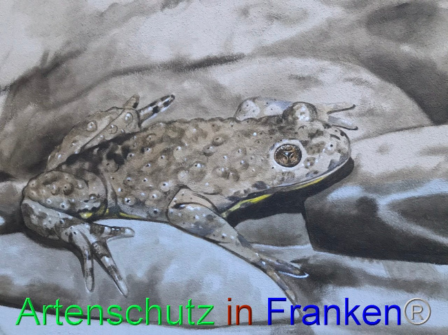 © Artenschutz in Franken® Bild zum Eintrag (1089735-160)