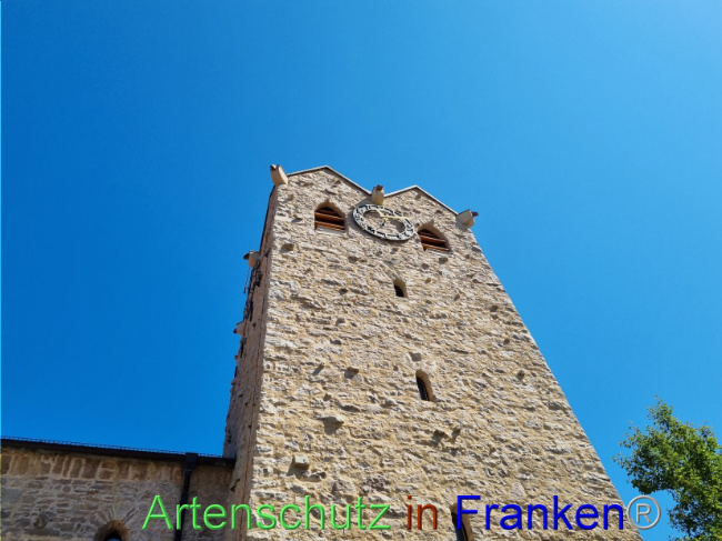 © Artenschutz in Franken® Bild zum Eintrag (1089753-160)
