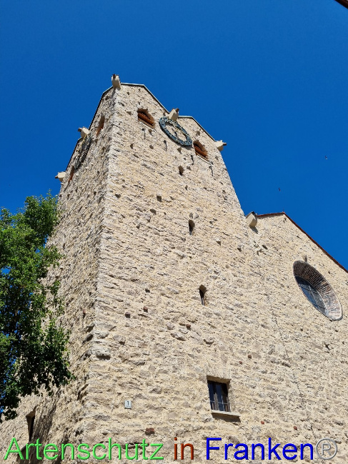 © Artenschutz in Franken® Bild zum Eintrag (1089754-160)