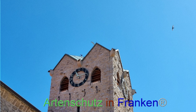 © Artenschutz in Franken® Bild zum Eintrag (1089761-160)