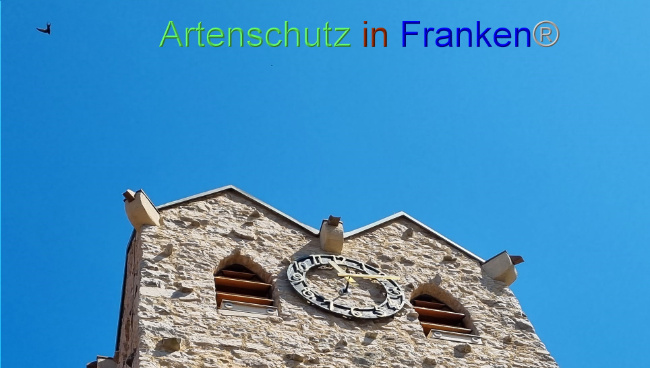 © Artenschutz in Franken® Bild zum Eintrag (1089762-160)