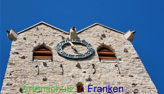 © Artenschutz in Franken® Bild zum Eintrag (1089770-160)