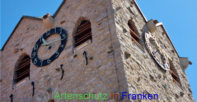 © Artenschutz in Franken® Bild zum Eintrag (1089771-160)
