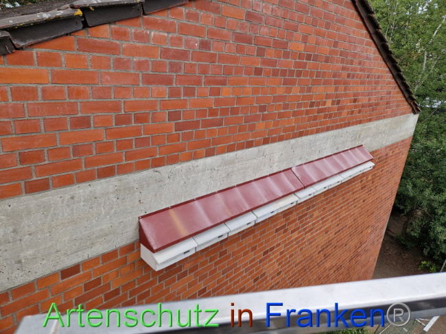 © Artenschutz in Franken® Bild zum Eintrag (1089802-160)