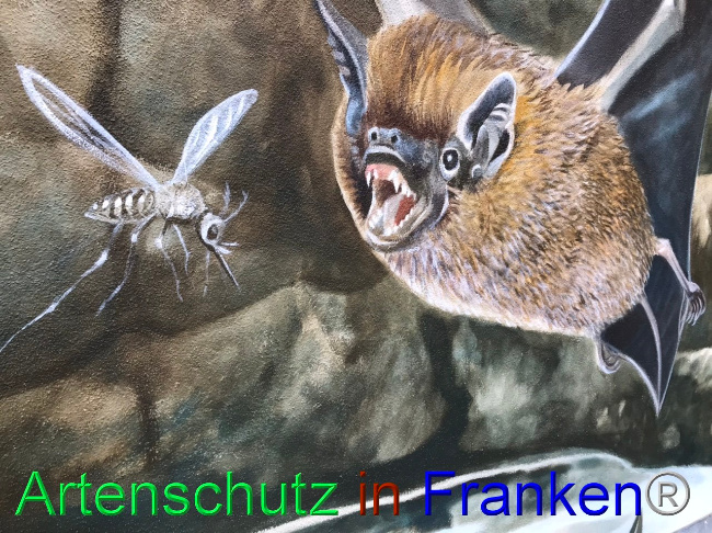 © Artenschutz in Franken® Bild zum Eintrag (1090059-160)