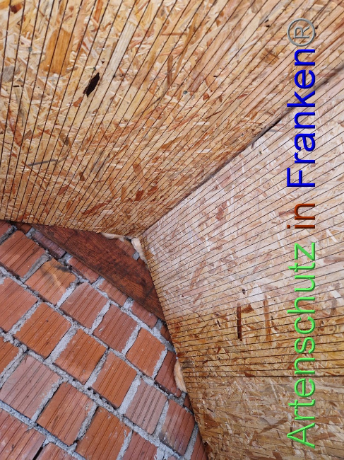© Artenschutz in Franken® Bild zum Eintrag (1090153-160)