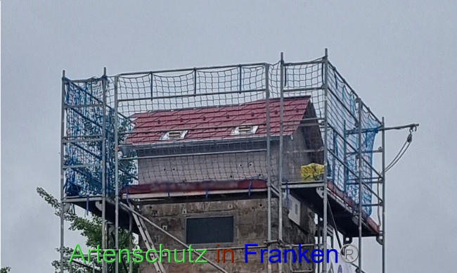 © Artenschutz in Franken® Bild zum Eintrag (1090162-160)
