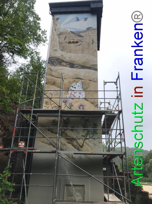 © Artenschutz in Franken® Bild zum Eintrag (1090202-160)