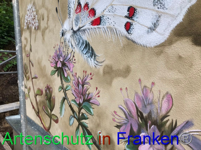 © Artenschutz in Franken® Bild zum Eintrag (1090203-160)