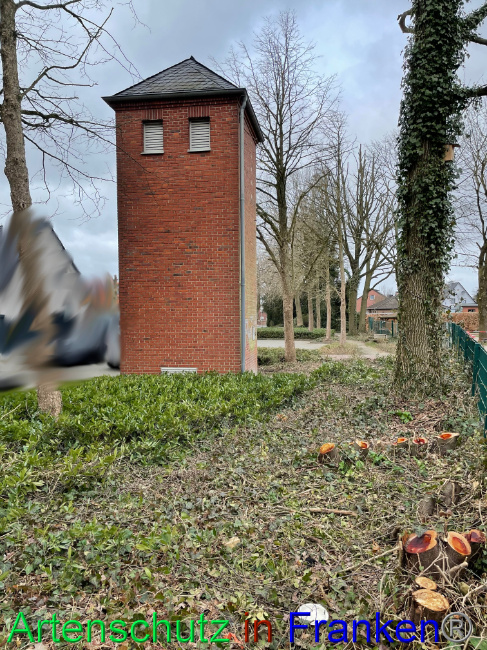 © Artenschutz in Franken® / Vehoff Bild zum Eintrag (1090312-160)