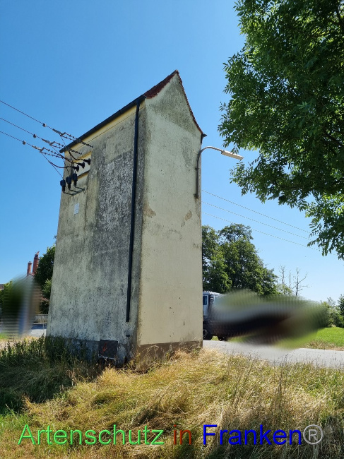 © Artenschutz in Franken® Bild zum Eintrag (1090363-160)