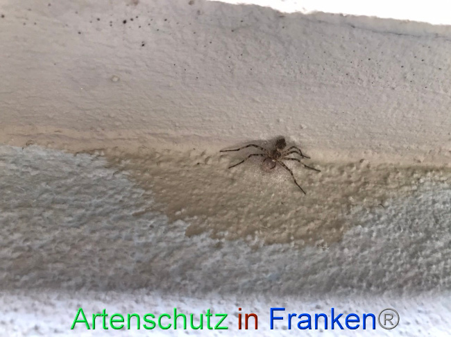 © Artenschutz in Franken® Bild zum Eintrag (1090475-160)