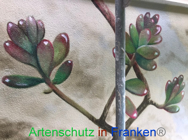 © Artenschutz in Franken® Bild zum Eintrag (1090477-160)
