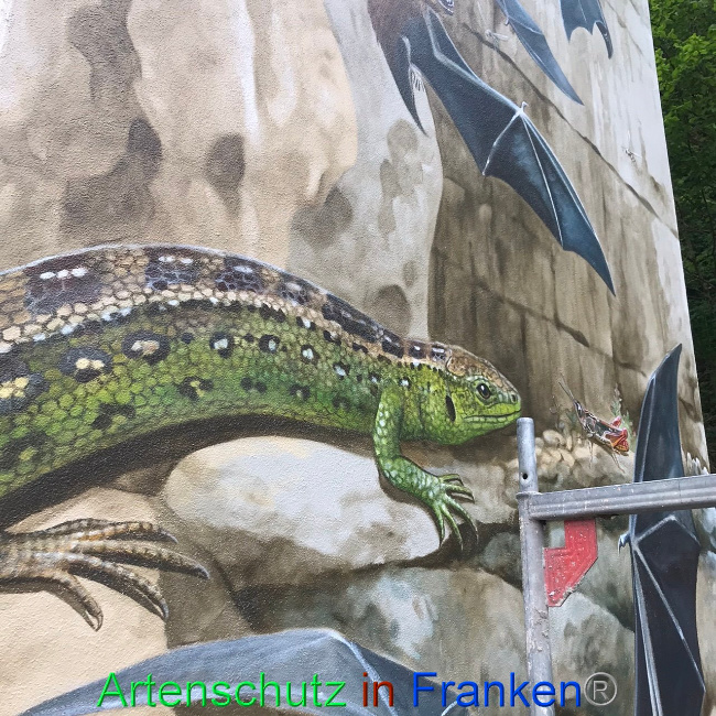 © Artenschutz in Franken® Bild zum Eintrag (1090478-160)