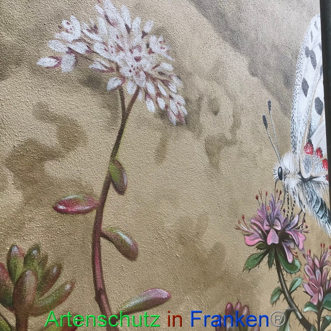 © Artenschutz in Franken® Bild zum Eintrag (1090479-160)