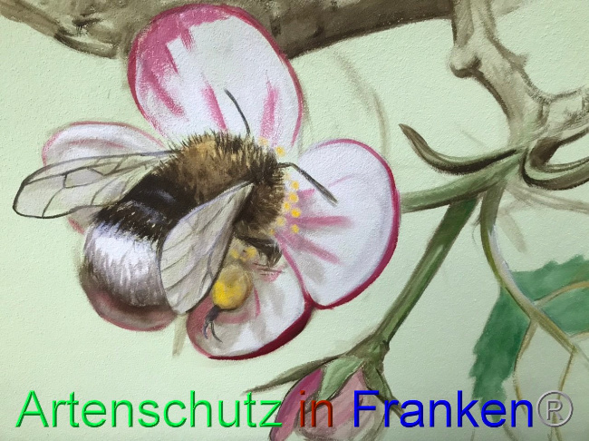 © Artenschutz in Franken® Bild zum Eintrag (1090642-160)