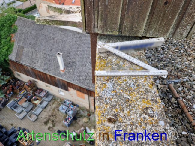 © Artenschutz in Franken® Bild zum Eintrag (1090815-160)
