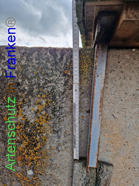 © Artenschutz in Franken® Bild zum Eintrag (1090816-160)