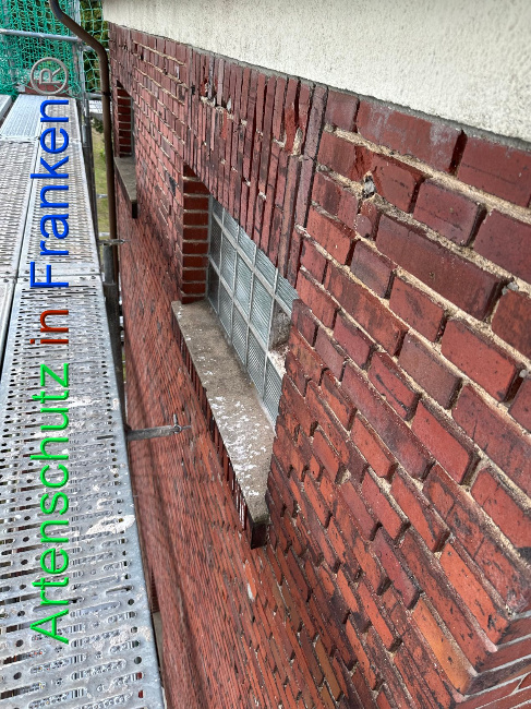 © Artenschutz in Franken® / Vehoff Bild zum Eintrag (1090942-160)