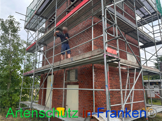 © Artenschutz in Franken® / Vehoff Bild zum Eintrag (1091010-160)