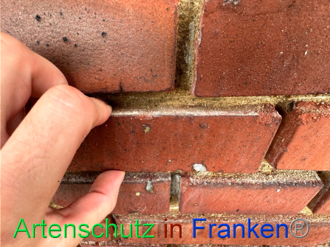© Artenschutz in Franken® / Vehoff Bild zum Eintrag (1091012-160)
