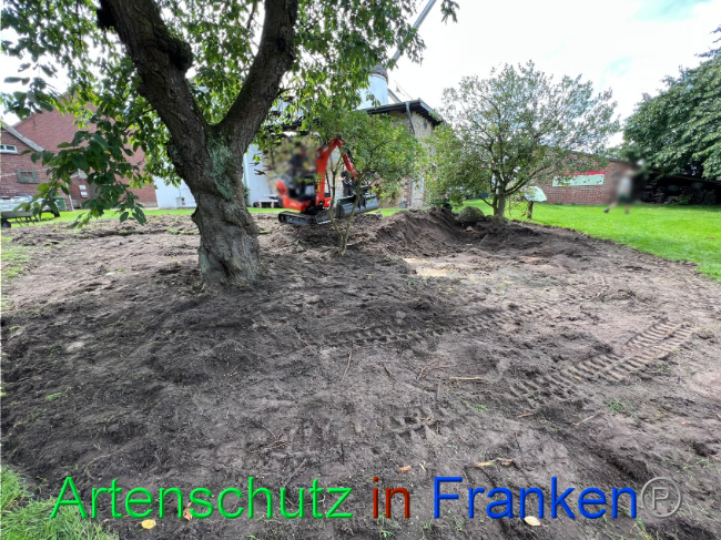 © Artenschutz in Franken® / Vennemann Bild zum Eintrag (1091029-160)