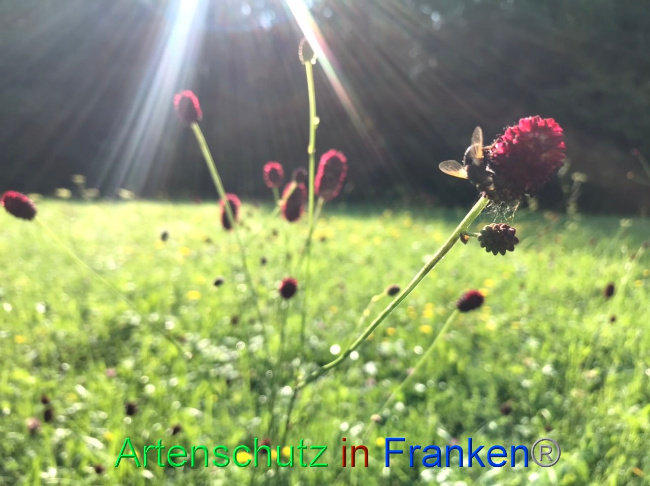 © Artenschutz in Franken® Bild zum Eintrag (1091067-160)