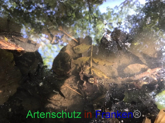 © Artenschutz in Franken® Bild zum Eintrag (1091122-160)