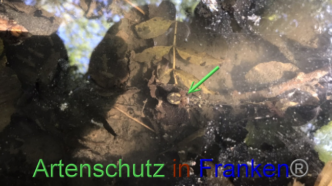 © Artenschutz in Franken® Bild zum Eintrag (1091123-160)