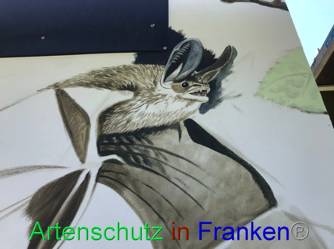 © Artenschutz in Franken® Bild zum Eintrag (1091126-160)
