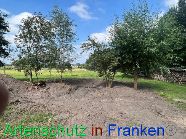 © Artenschutz in Franken® / Vennemann Bild zum Eintrag (1091172-160)