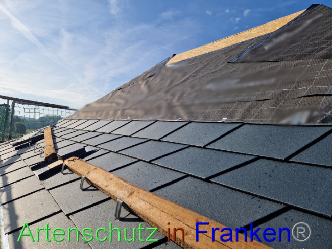 © Artenschutz in Franken® Bild zum Eintrag (1091502-160)