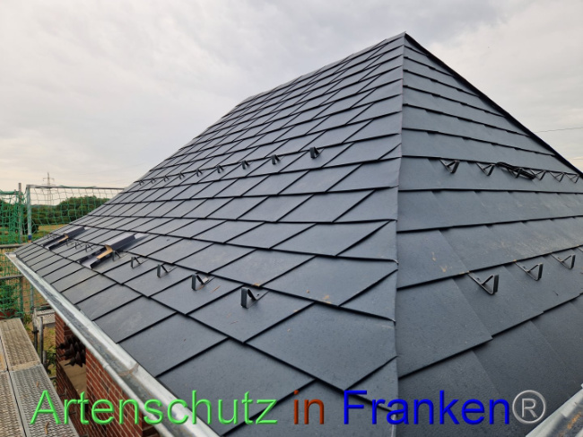 © Artenschutz in Franken® Bild zum Eintrag (1091511-160)