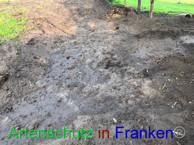 © Artenschutz in Franken® / Vennemann Bild zum Eintrag (1091654-160)