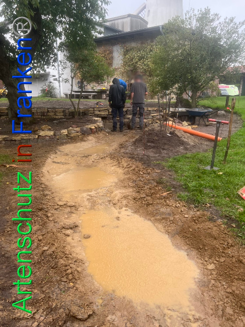© Artenschutz in Franken® / Vennemann Bild zum Eintrag (1091803-160)