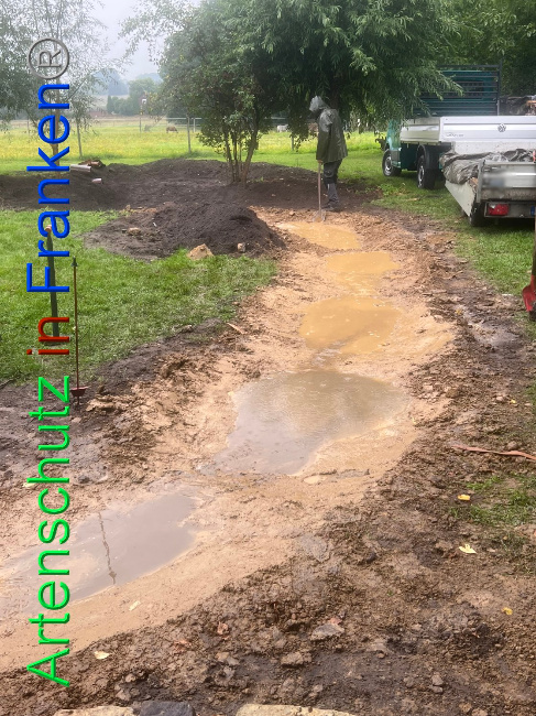 © Artenschutz in Franken® / Vennemann Bild zum Eintrag (1091805-160)