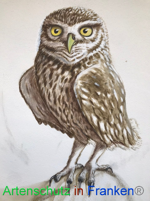 © Artenschutz in Franken® Bild zum Eintrag (1091871-160)