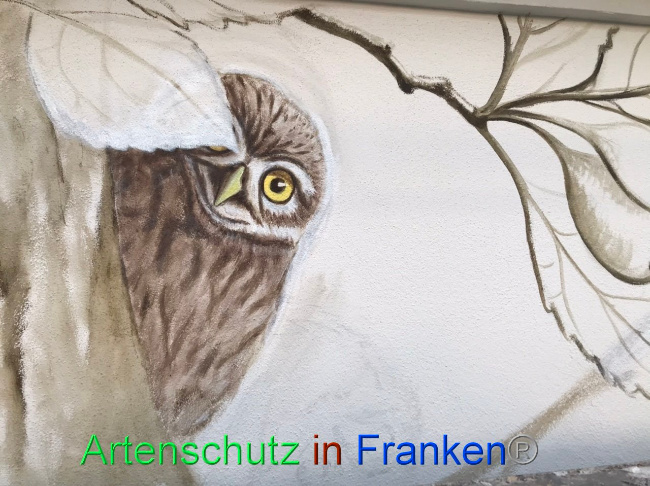 © Artenschutz in Franken® Bild zum Eintrag (1091872-160)
