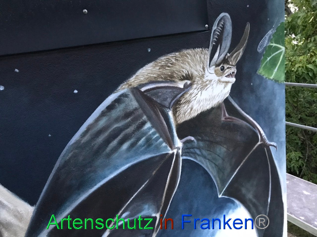 © Artenschutz in Franken® Bild zum Eintrag (1091874-160)